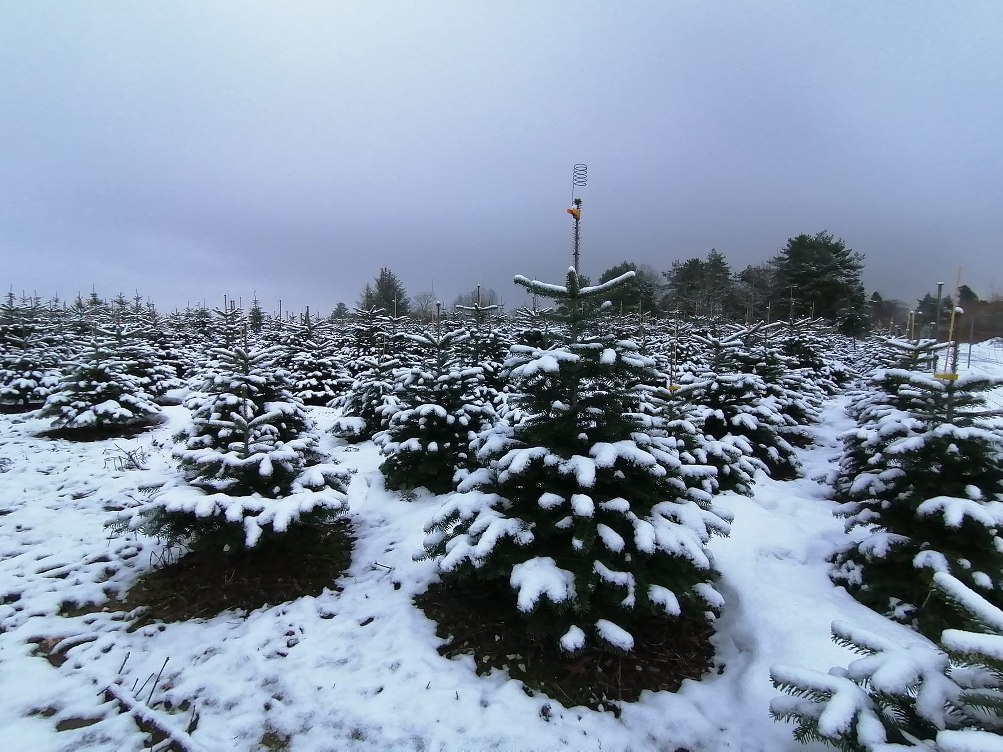 Christmas Trees 3